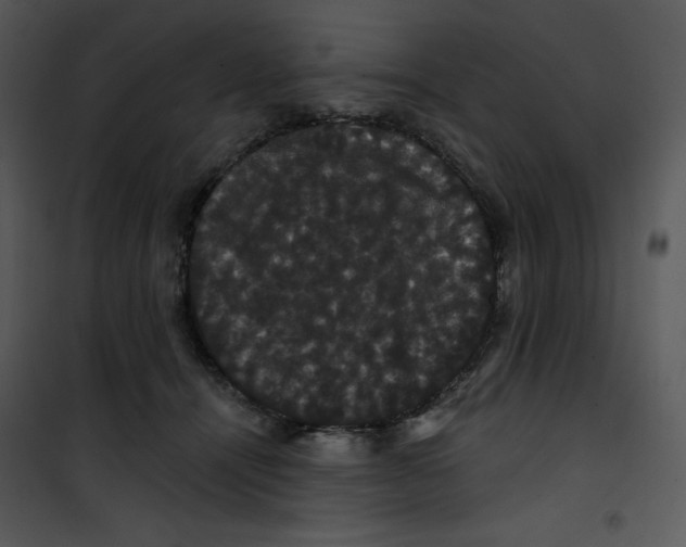 X0000100890464200807220955