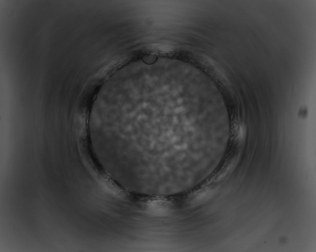 X0000100890468200807220955