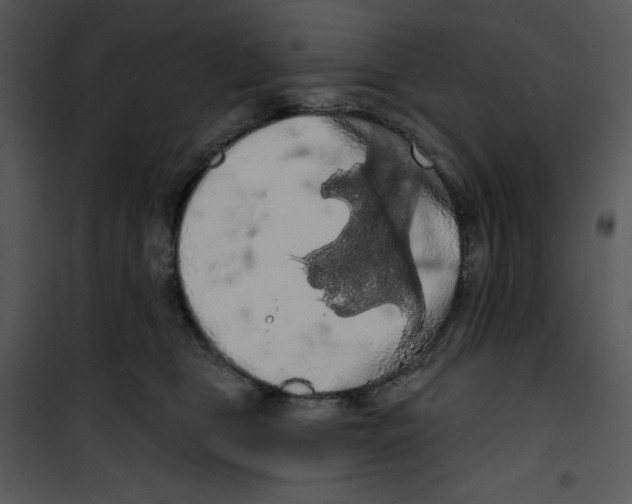 X0000100890469200807220955