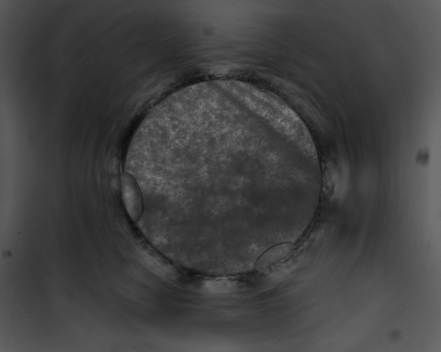 X0000100890470200807220955