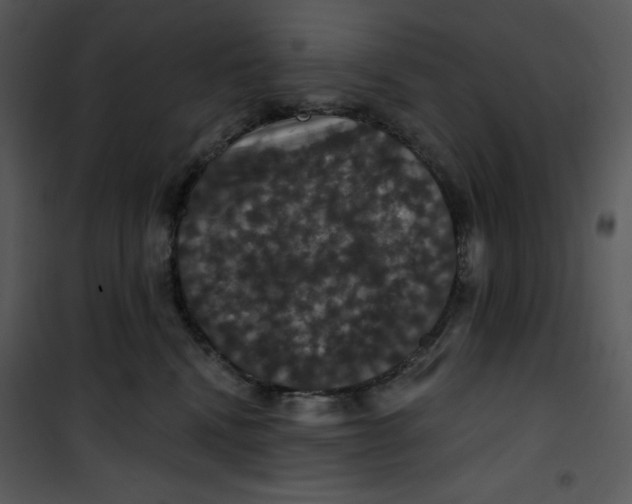 X0000100890472200807220956