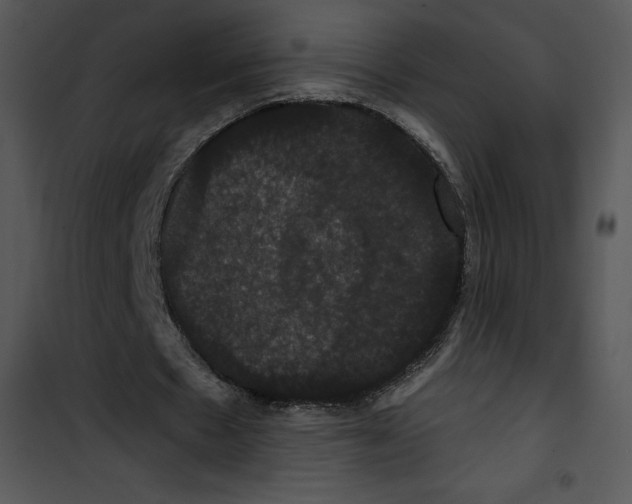 X0000100890481200807220955