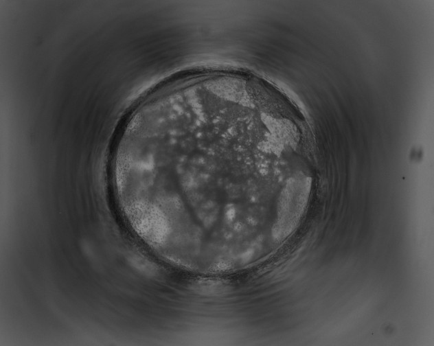 X0000100890487200807220955