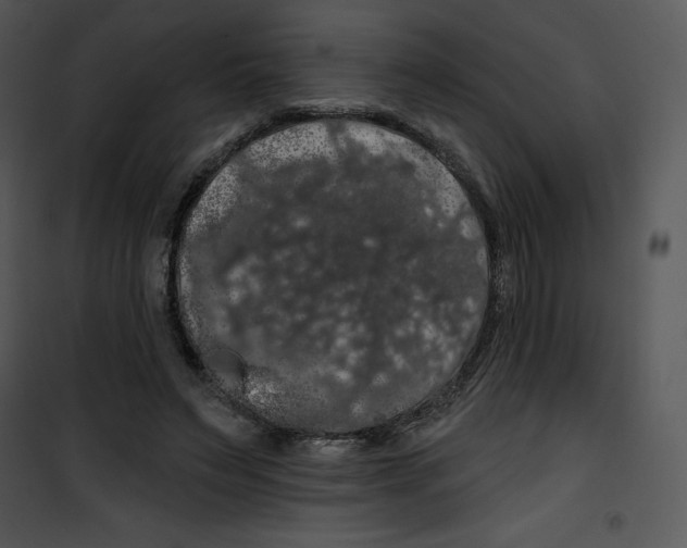 X0000100890495200807220955