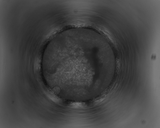 X0000100890499200807220955