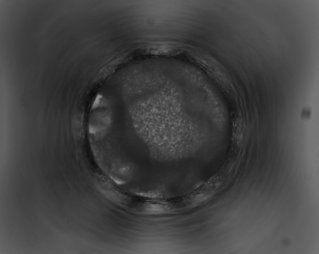 X0000100890510200807220954