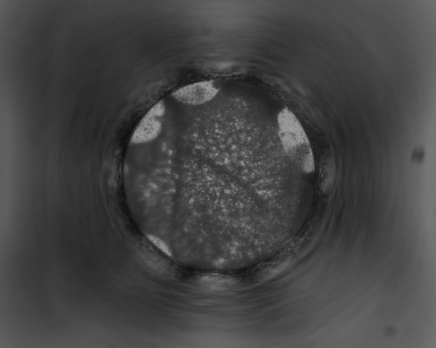 X0000100890515200807220954