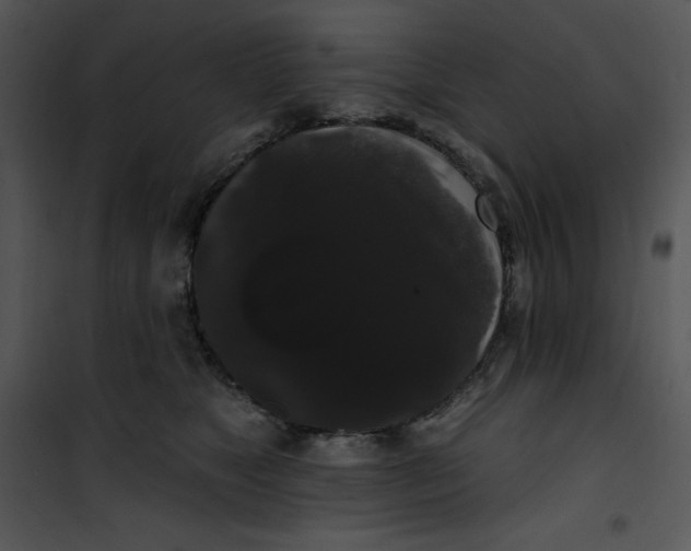 X0000100890517200807220954