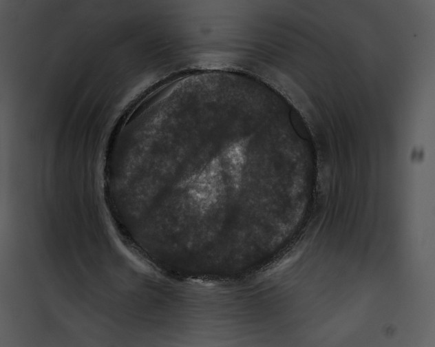 X0000100890530200807220953