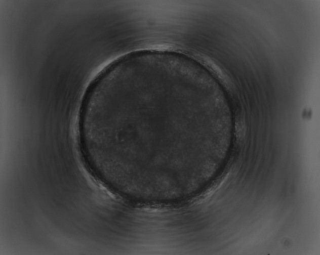 X0000100890532200807220953