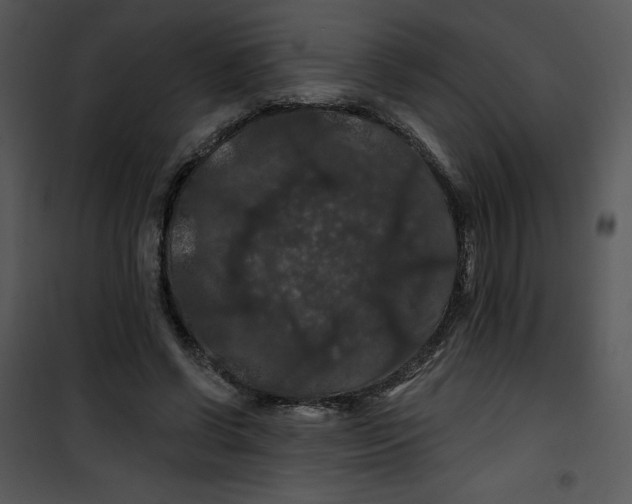 X0000100890542200807220954