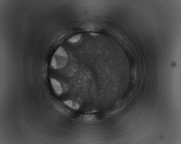 X0000100890554200807220954