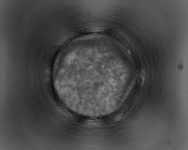 X0000100890556200807220954