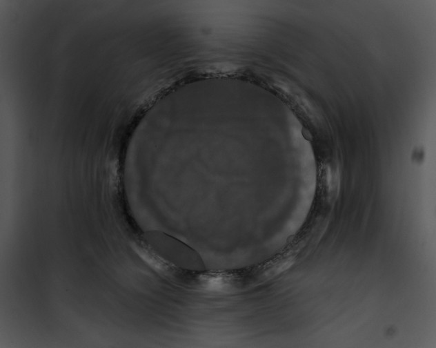 X0000100890564200807220954