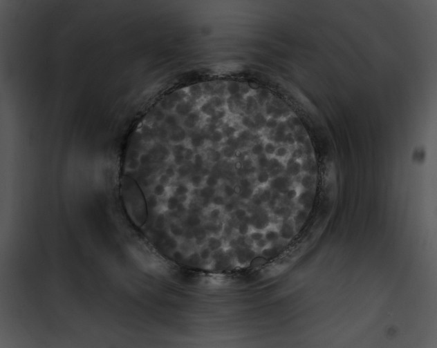 X0000100890565200807220954