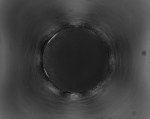 X0000100890566200807220954