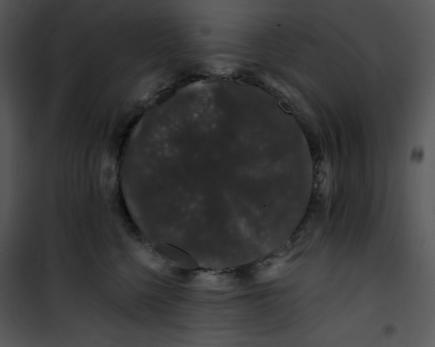 X0000100890568200807220954