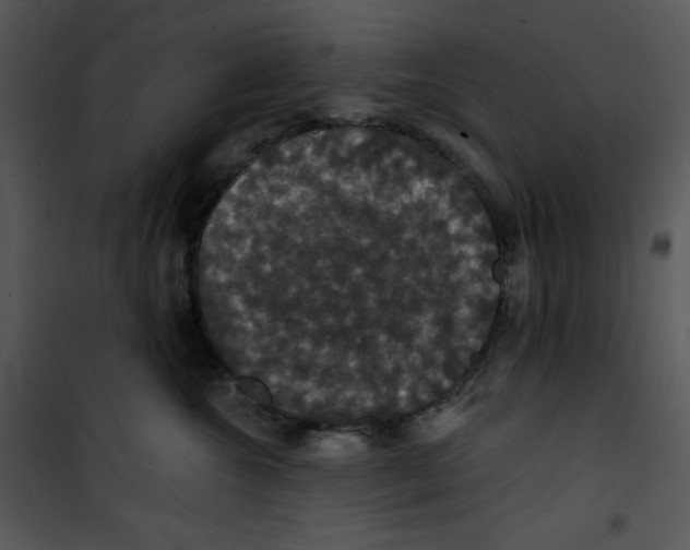 X0000100890572200807220954