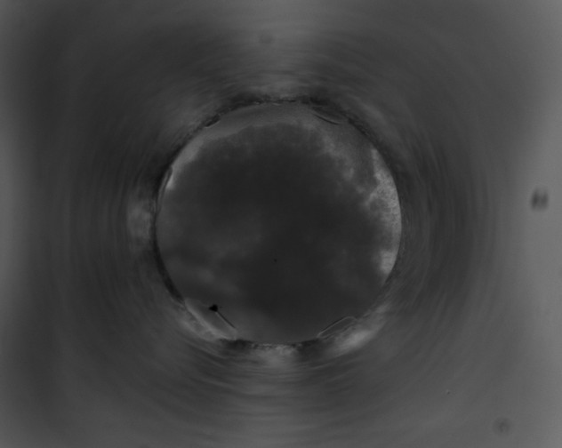 X0000100890576200807220954