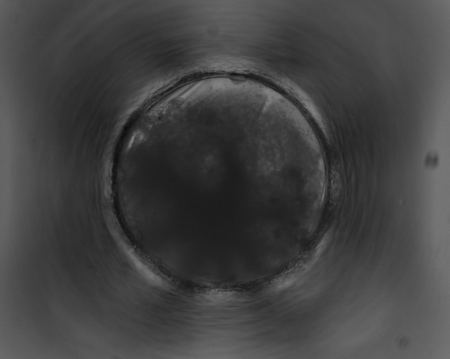 X0000100890581200807220953