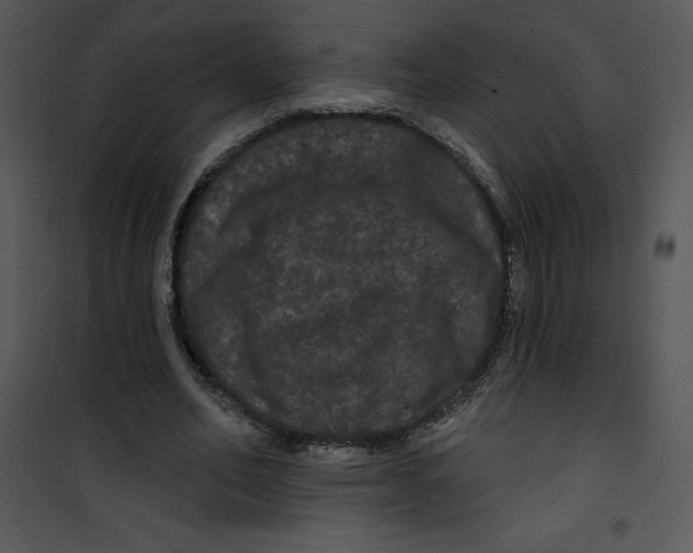 X0000100890582200807220953