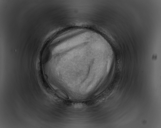 X0000100890587200807220953