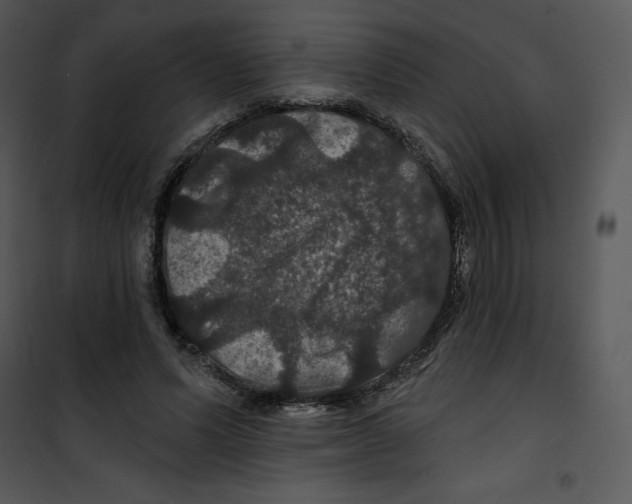 X0000100890591200807220953