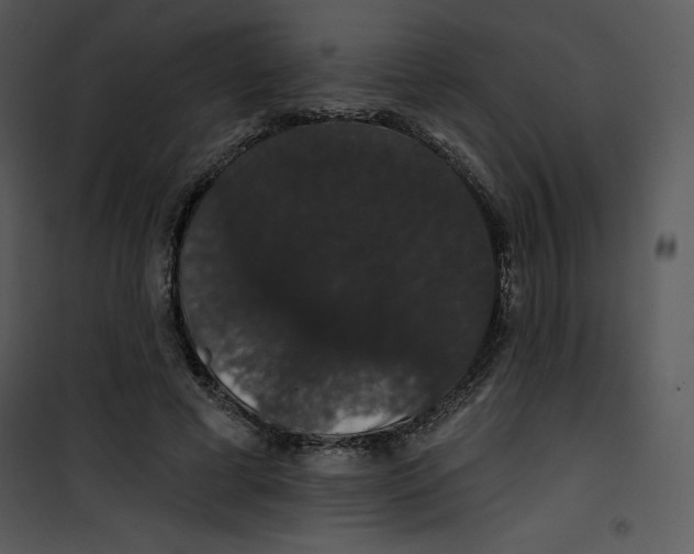 X0000100890593200807220953