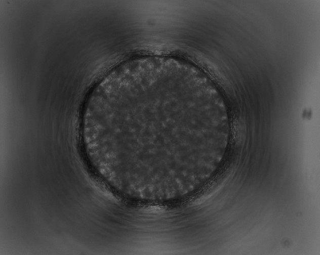 X0000100890594200807220953