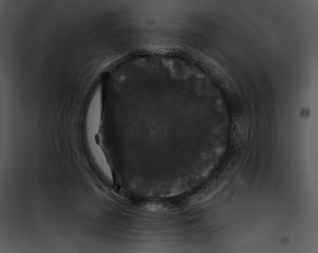 X0000100890596200807220953