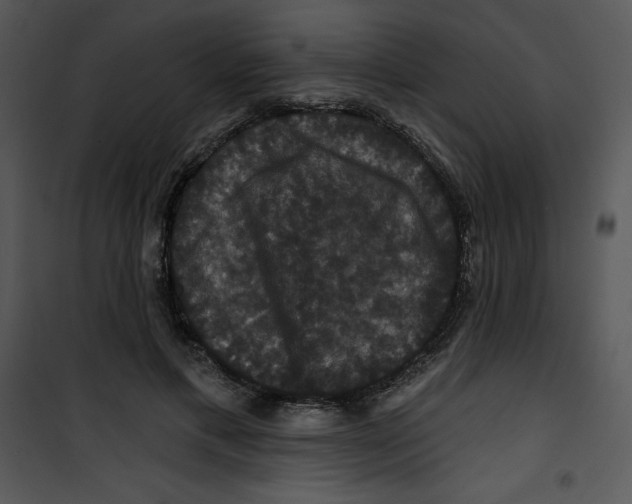 X0000100890597200807220953