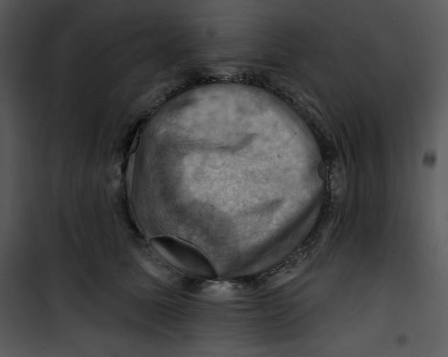 X0000100890611200807220953