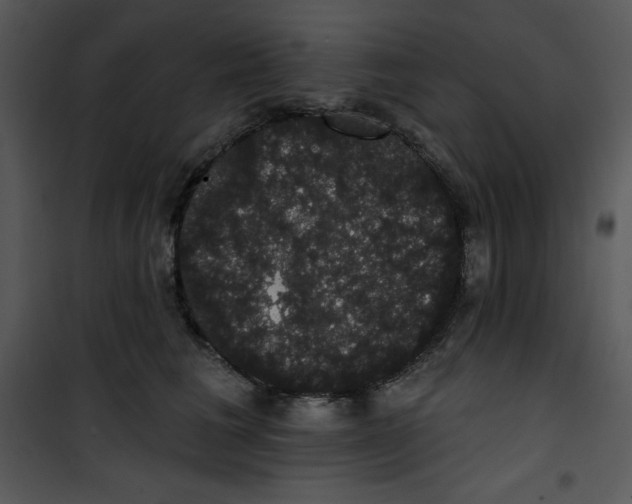 X0000100890613200807220953