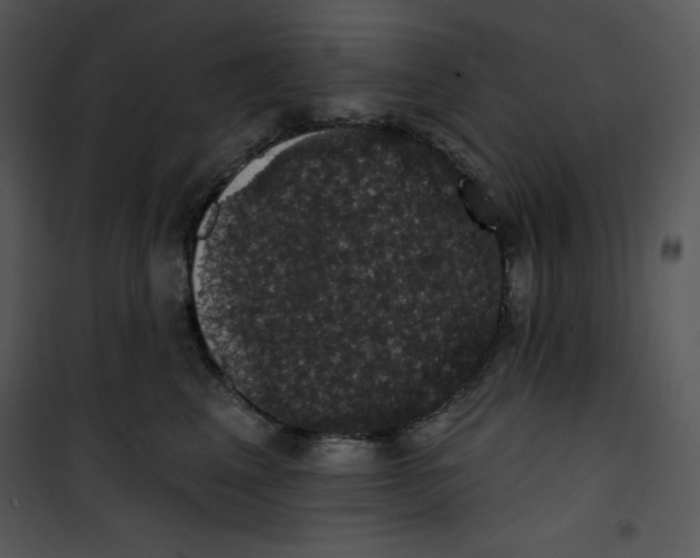 X0000100890617200807220953