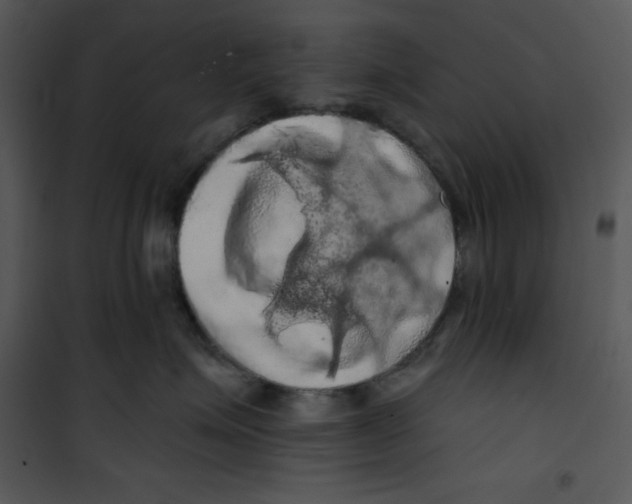 X0000100890623200807220953