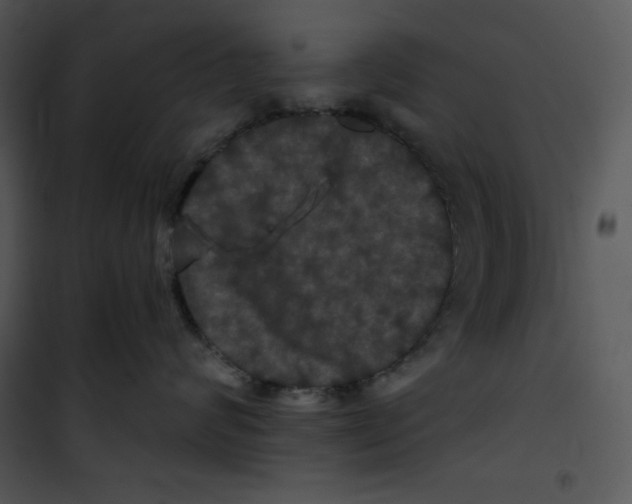 X0000100890624200807220953