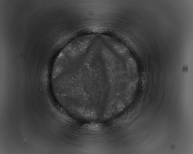 X0000100890639200807220952