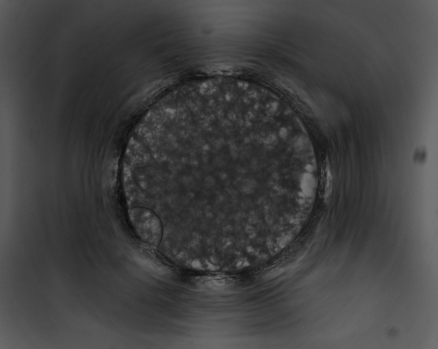 X0000100890652200807220952