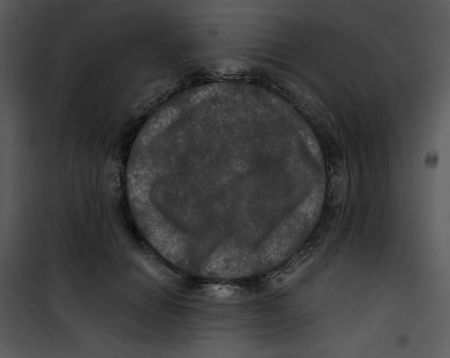 X0000100890654200807220952