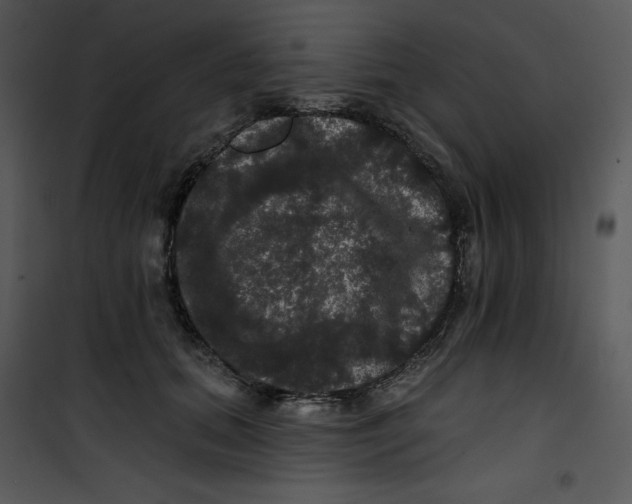 X0000100890655200807220952