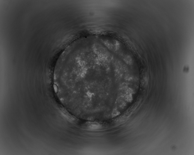 X0000100890658200807220953