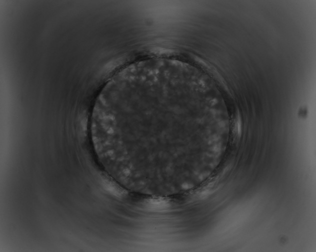 X0000100890668200807220953