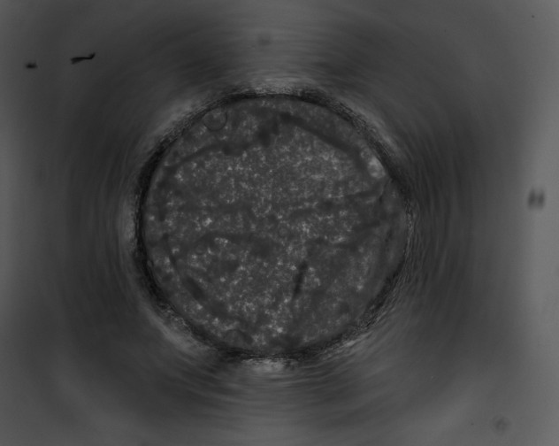 X0000100890687200807220952