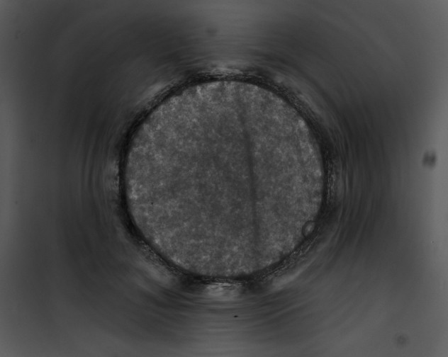 X0000100890700200807220952