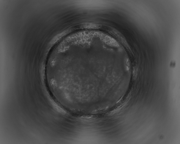 X0000100890725200807220951