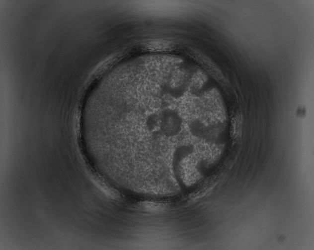 X0000100890733200807220951