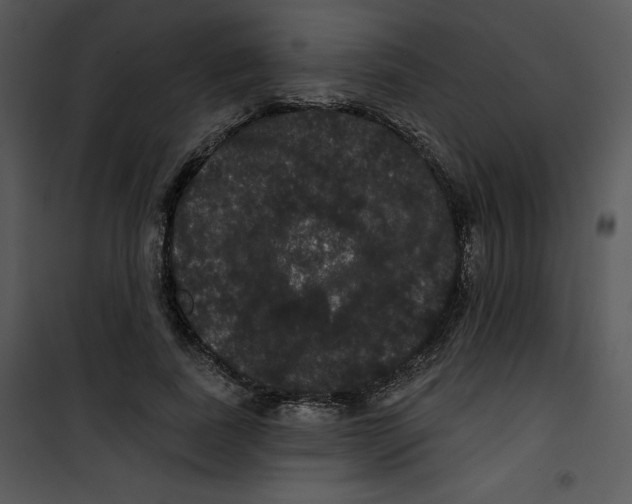 X0000100890739200807220951