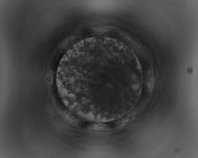 X0000100890758200807220951