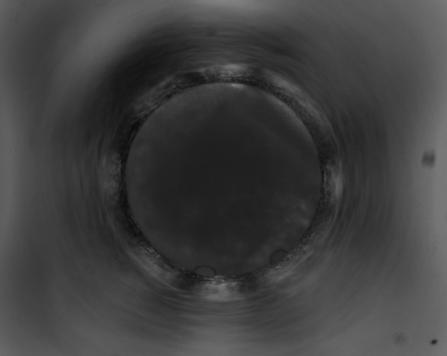 X0000100890760200807220951