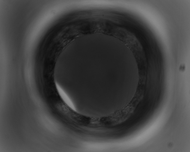 X0000100890766200807220951